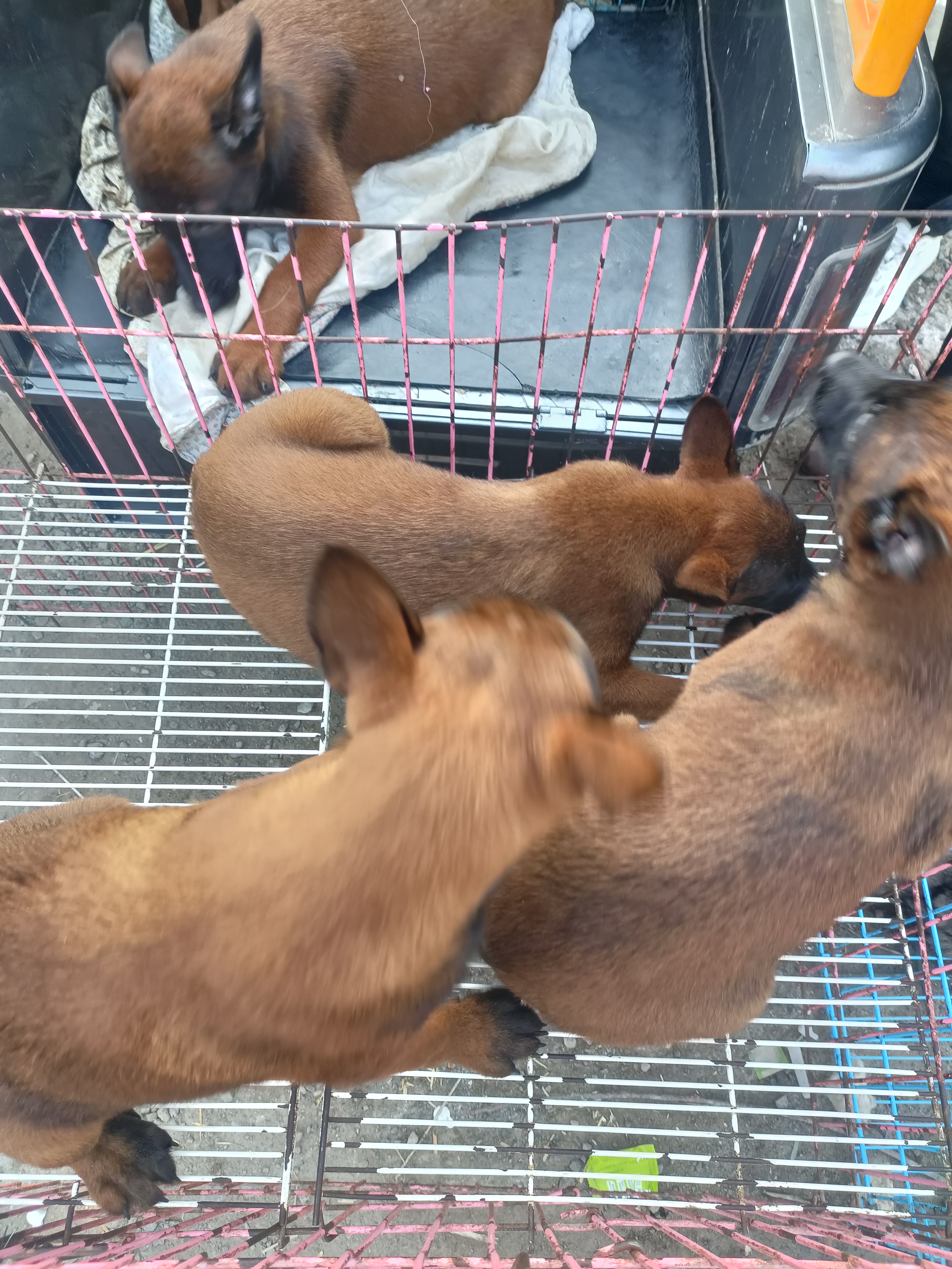 马犬，爆红色，好动，对主人忠诚，好训